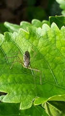 Reduviidae