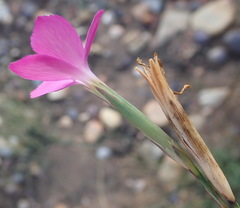 Dianthus thunbergii