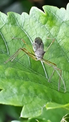 Reduviidae