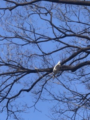 Egretta garzetta