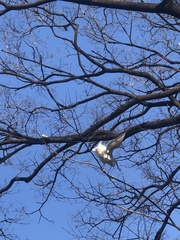 Egretta garzetta