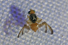 Procecidocharoides penelope