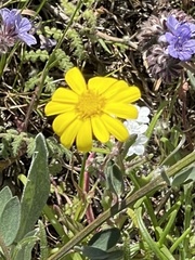 Senecio californicus