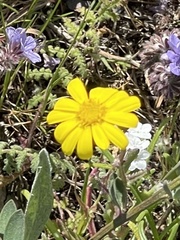 Senecio californicus