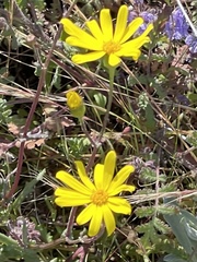 Senecio californicus