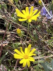 Senecio californicus
