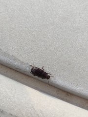 Coleoptera