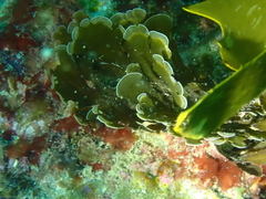 Zonaria aureomarginata