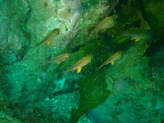 Pempheris adspersa