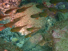 Pempheris adspersa