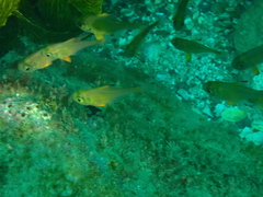 Pempheris adspersa