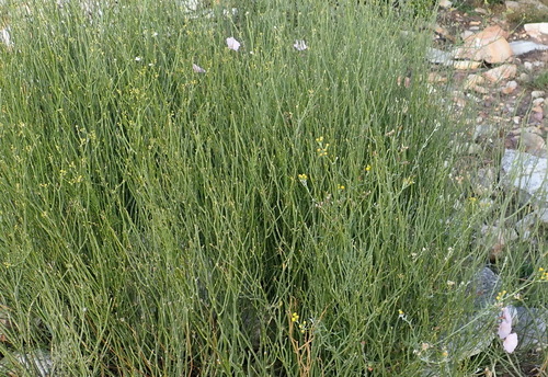 Image of Convolvulus capensis by (c) Nicola van Berkel, some rights reserved (CC BY-SA)
