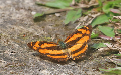 Symbrenthia lilaea