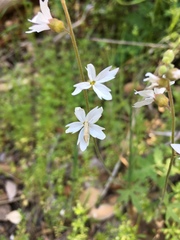 Lithophragma affine