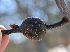 Zapatella quercusmedullae