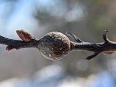 Zapatella quercusmedullae