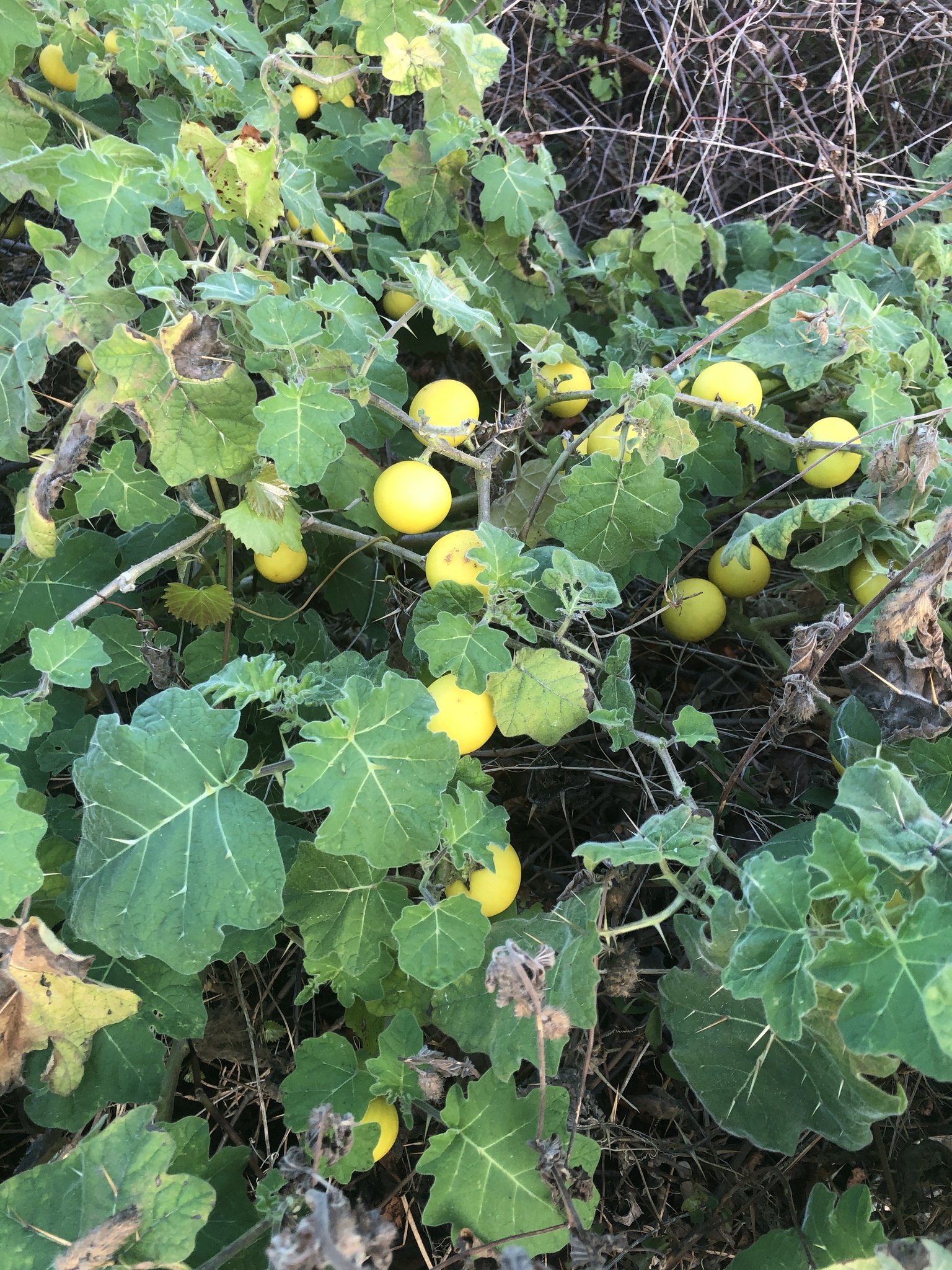 Joá-bravo (Solanum sisymbriifolium) - PictureThis