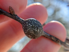 Zapatella quercusmedullae