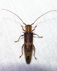 Saperda discoidea