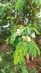 Enterolobium contortisiliquum