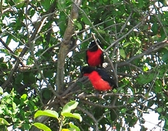 Laniarius erythrogaster