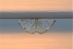 Lomographa glomeraria