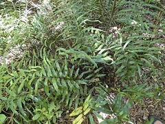 Asplenium oblongifolium