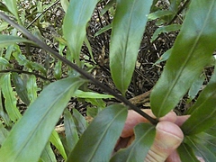 Asplenium oblongifolium