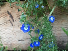 Nemophila menziesii