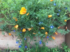 Nemophila menziesii