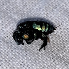 Thyreus nitidulus nitidulus