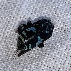 Thyreus nitidulus nitidulus