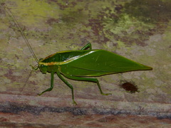 Acropsis tectiformis