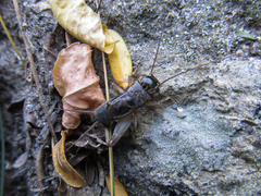 Miogryllus