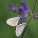 Wood Whites - Photo (c) Jakob Fahr, some rights reserved (CC BY-NC), uploaded by Jakob Fahr