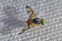 Procecidocharoides penelope