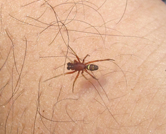 Steatoda ancorata