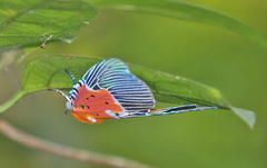 Peridrome orbicularis