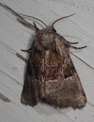 Meropleon ambifusca