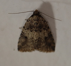 Tolpia conscitulana