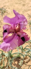 Iris mariae