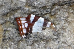 Dodona deodata