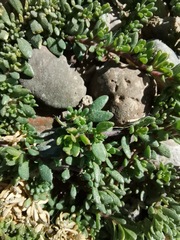 Calibrachoa parviflora