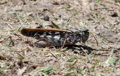 Pardalophora phoenicoptera