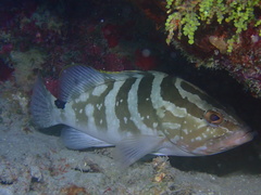 Nassau Grouper photo 5