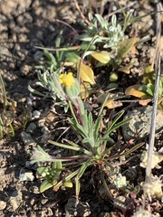 Rigiopappus leptocladus