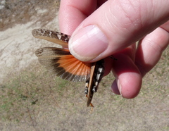 Pardalophora phoenicoptera