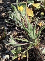 Rigiopappus leptocladus