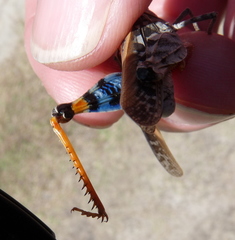 Pardalophora phoenicoptera