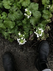 Pachyphragma macrophyllum